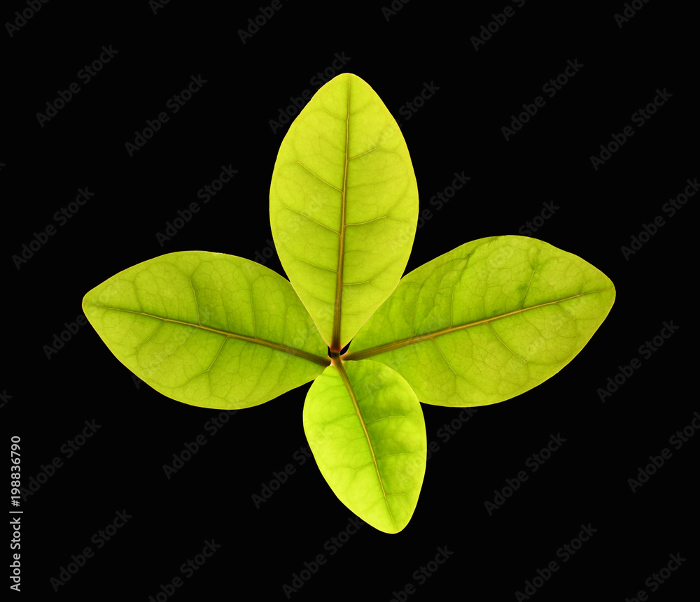 Top view of green sprout isolated on black background