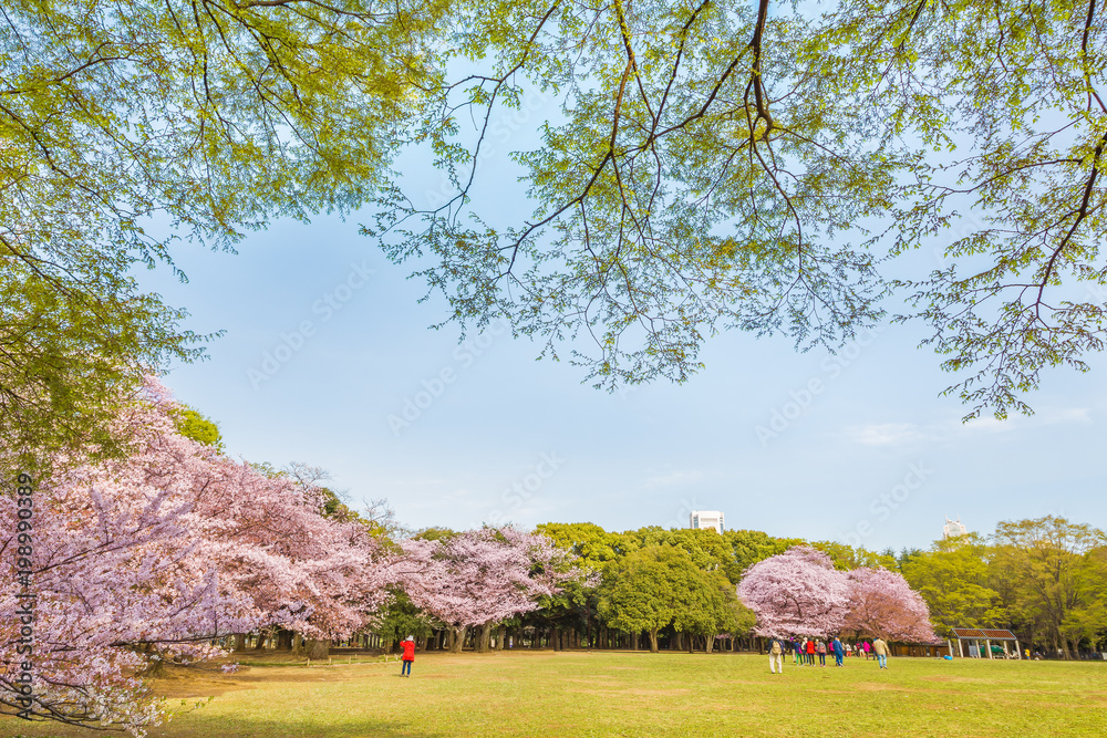 東京代々木公園のさくらと木