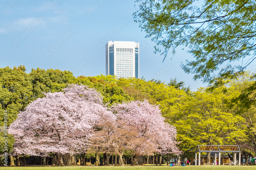 東京代々木公園のさくらと木