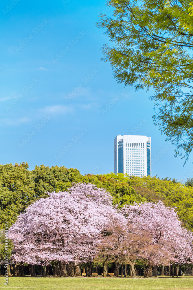 東京代々木公園のさくらと木