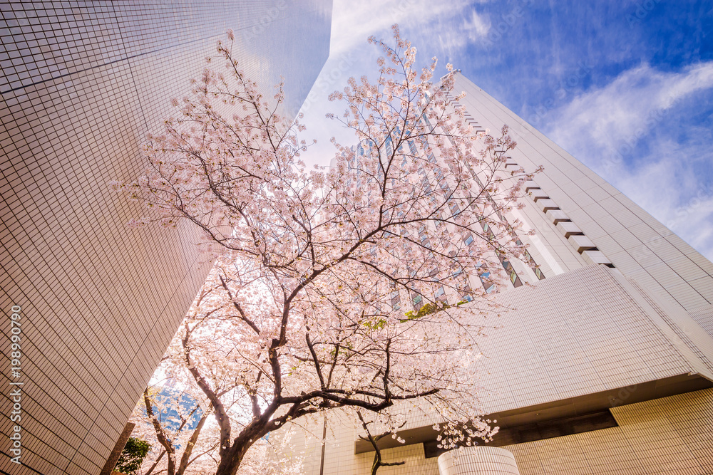 高層ビルと桜の木