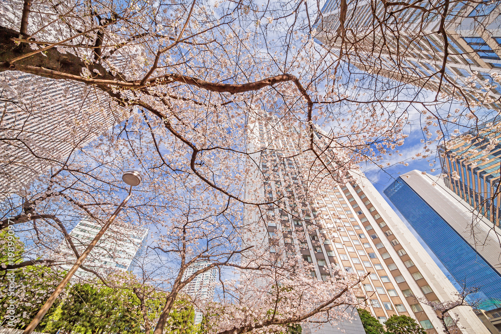 高層ビルと桜の木