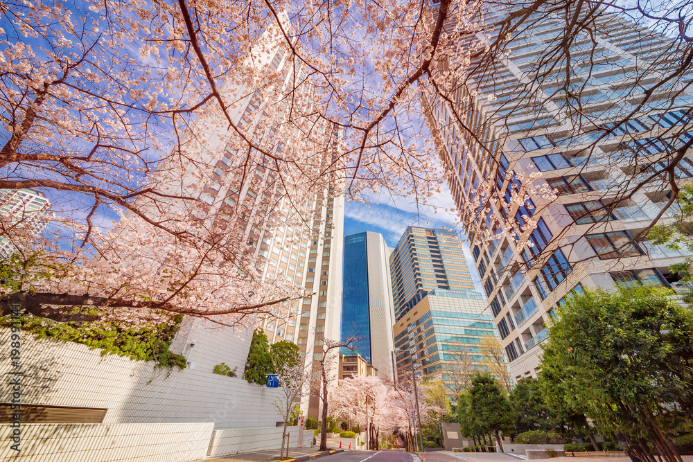 高層ビルと桜の木