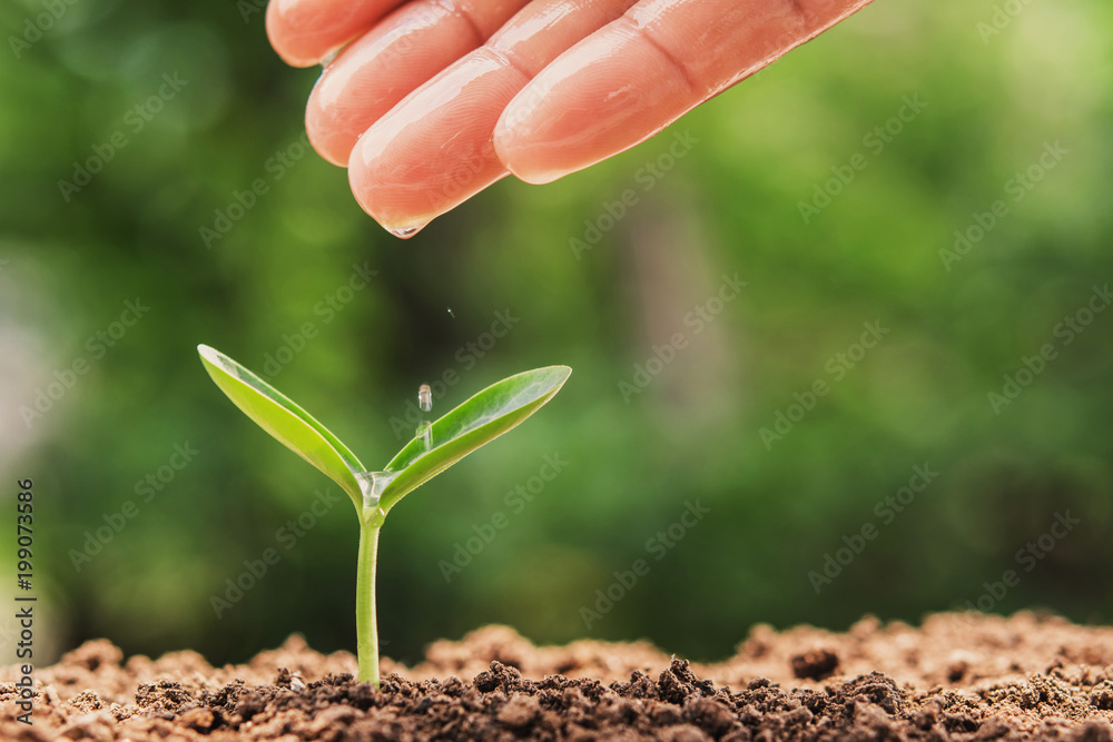 hand watering care young plant in garden