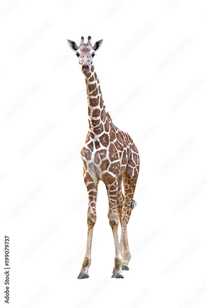 young giraffe isolated