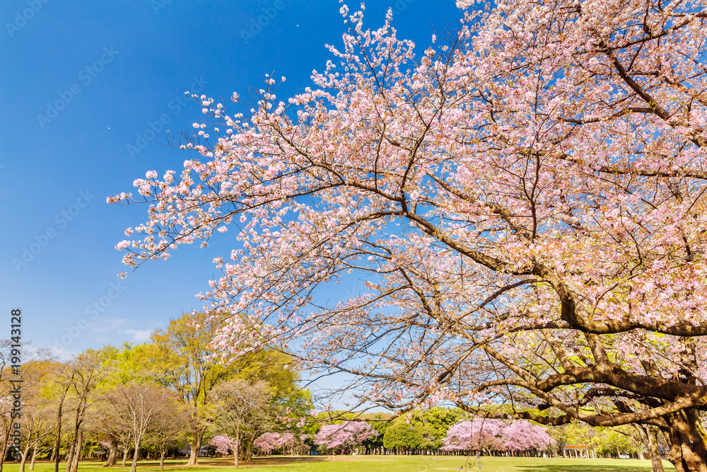 東京代々木公園の桜と木