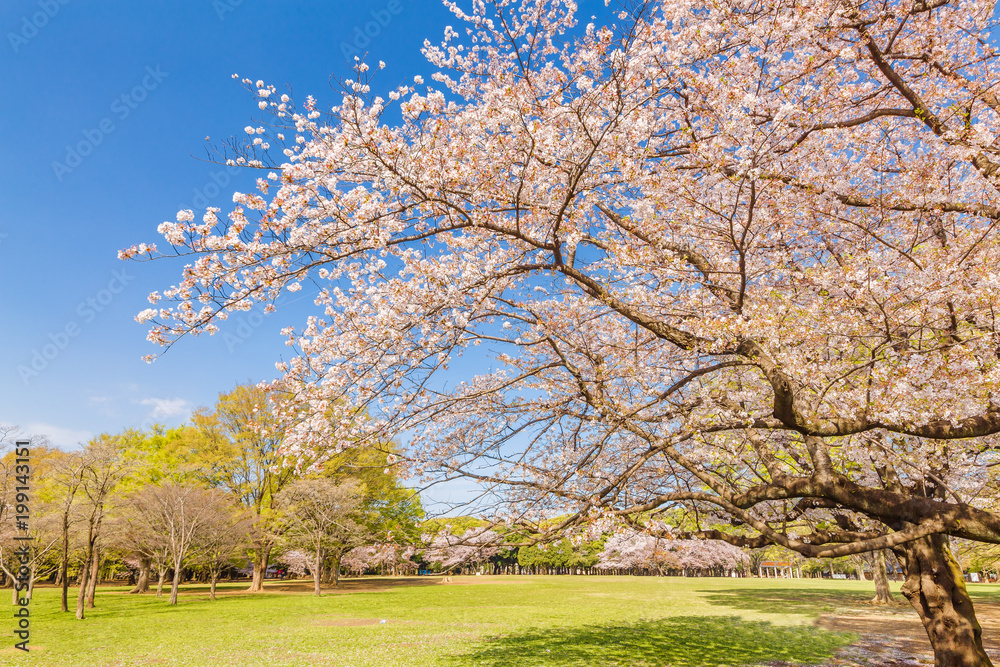 東京代々木公園の桜と木