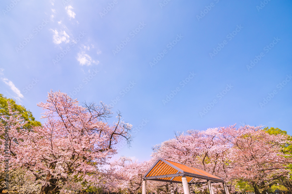 東京代々木公園の桜と木