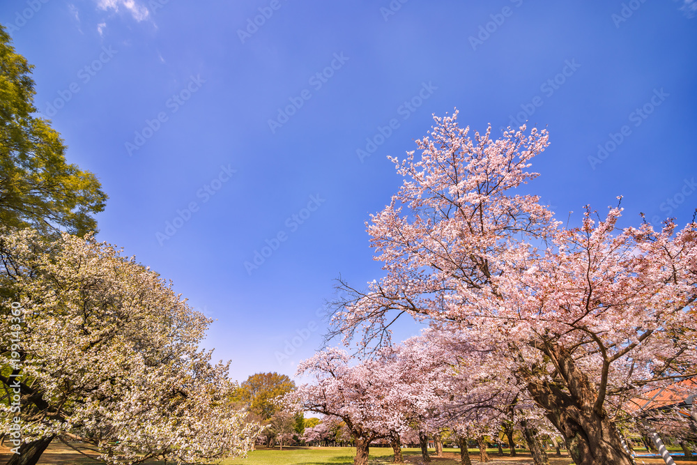 東京代々木公園の桜と木