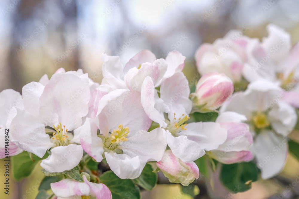 Close up of apple tree flowers in blossoming apple orchard. Macro photo with shallow depth of field 