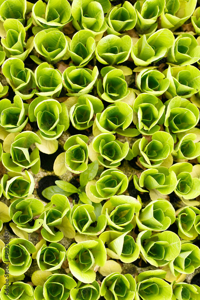 Close-up of lettuce seedlings collection. Agriculture industry, fresh produce, mass production and c