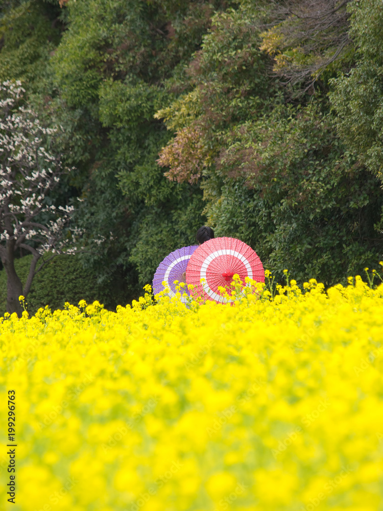 番傘と菜の花畑