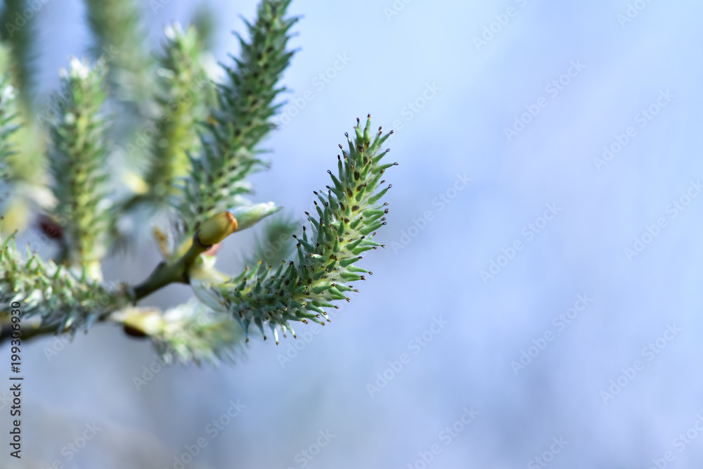 Spring forest - grey willow (large gray willow, grey sallow, Salix cinerea (Ива пепельная)