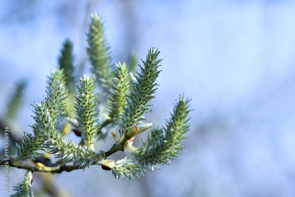 Spring forest - grey willow (large gray willow, grey sallow, Salix cinerea (Ива пепельная)