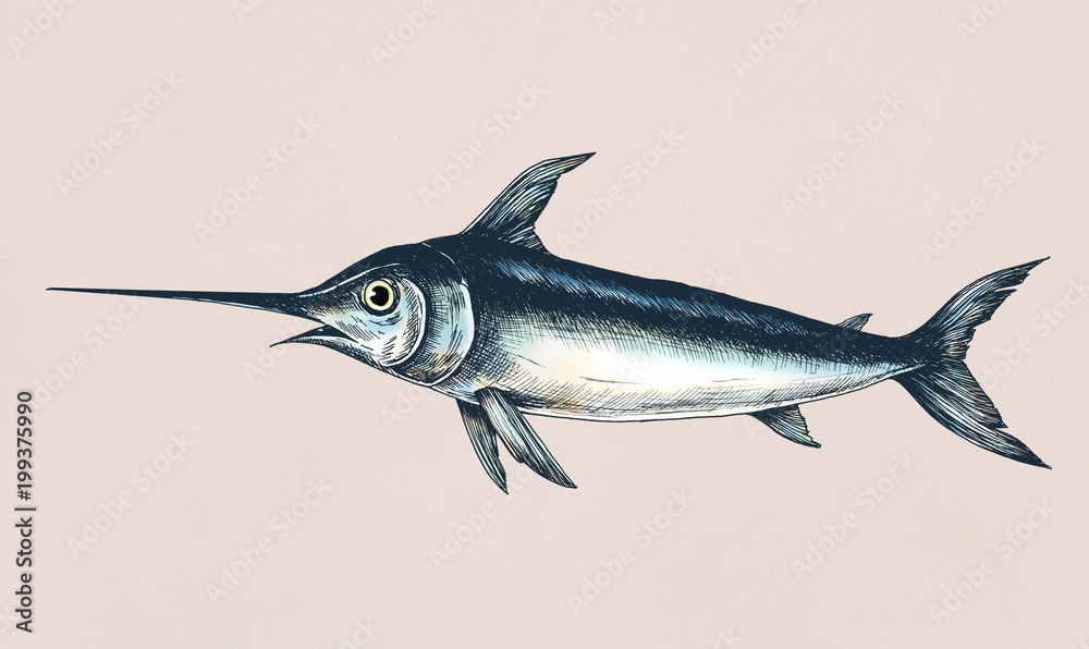 Hand drawn swordfish isolated