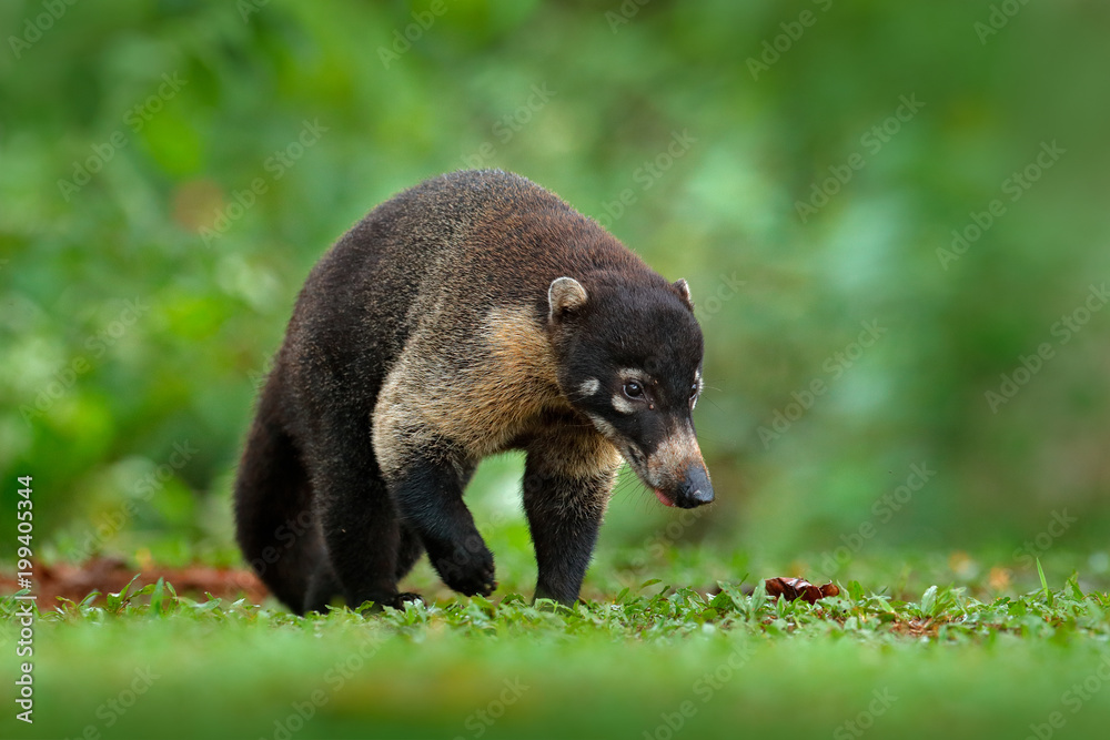 Raccoon, Procyon lotor, in green grass, tropic junge, Costa Rica. Animal in forest habitat, green ve