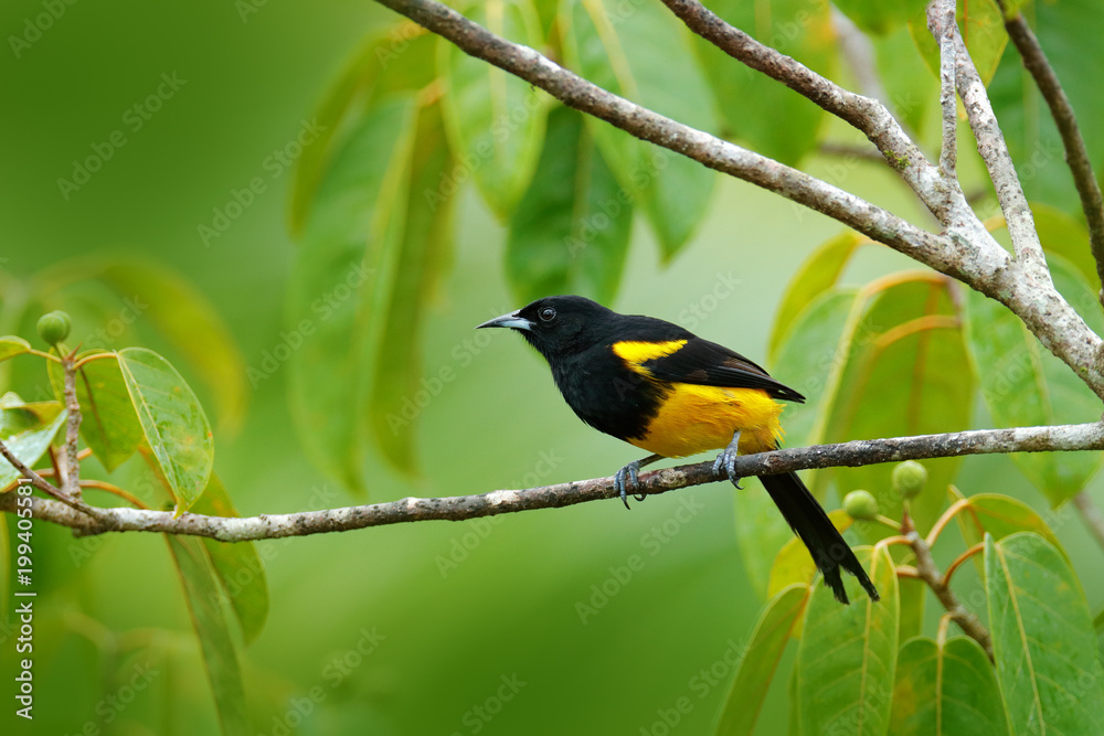 坐在绿色苔藓树枝上的黑冠黄莺，Icterus prothemelas。南图的热带鸟类