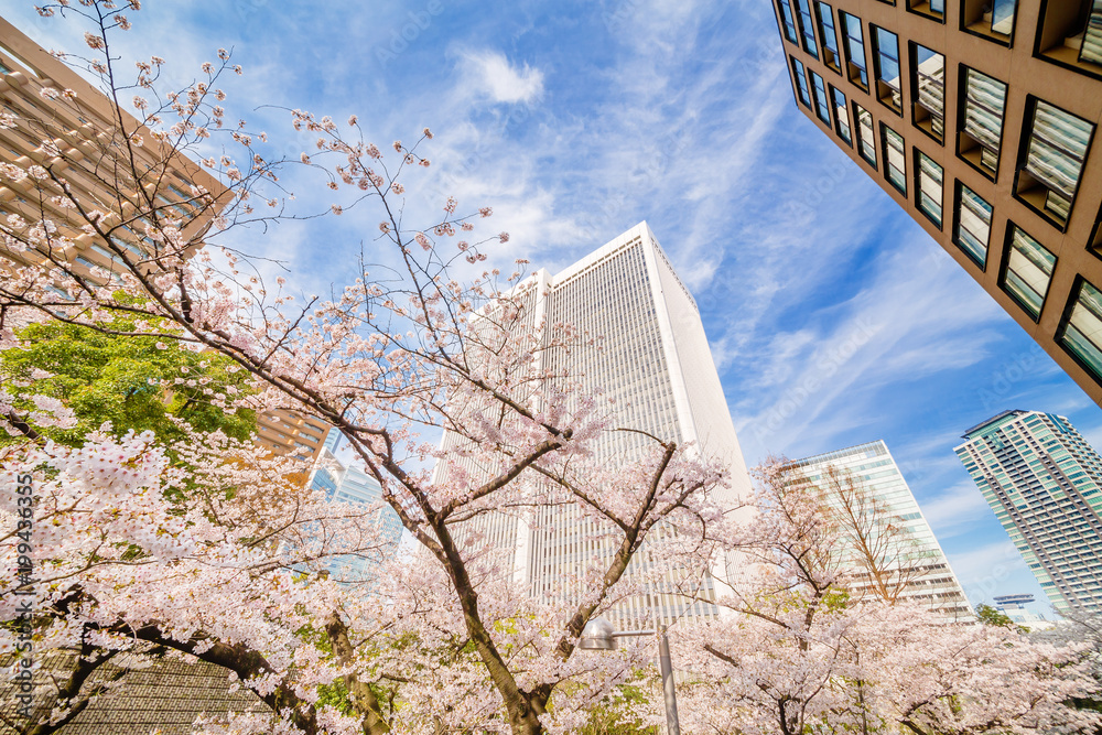 都会の桜