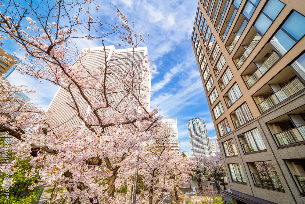 都会の桜