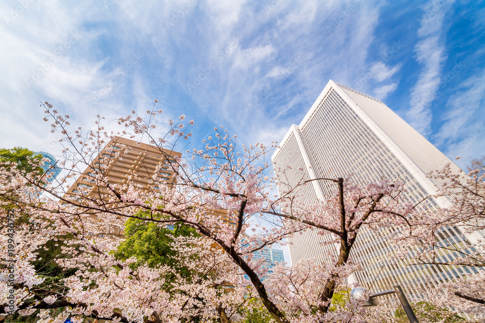 都会の桜