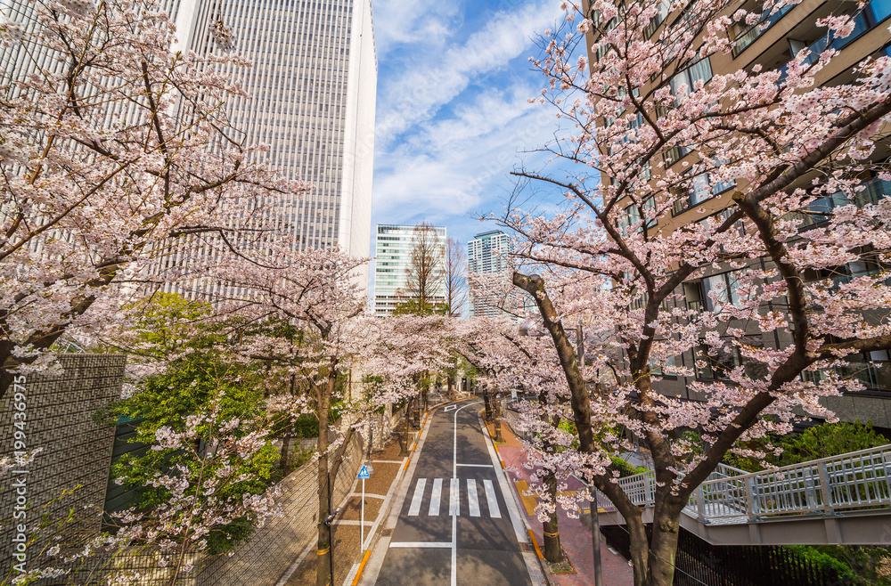 都会の桜