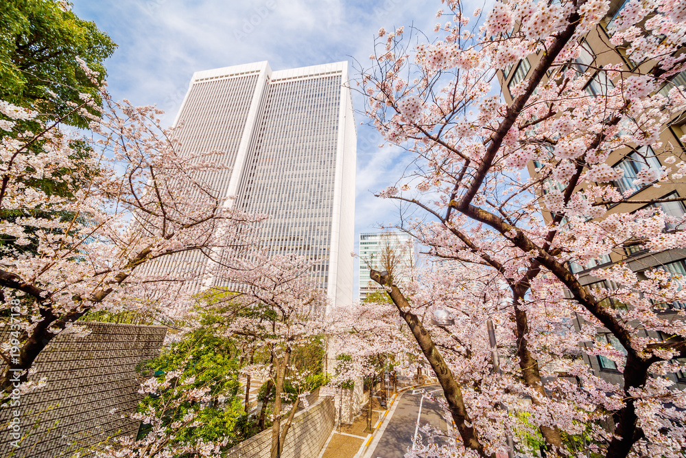 都会の桜