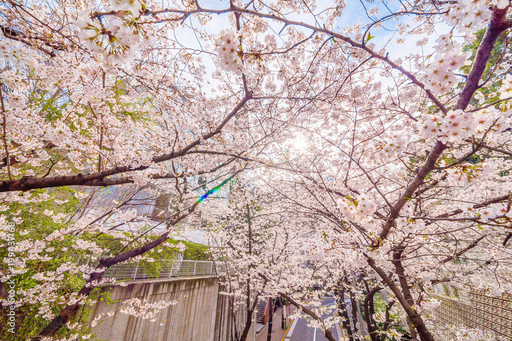 都会の桜