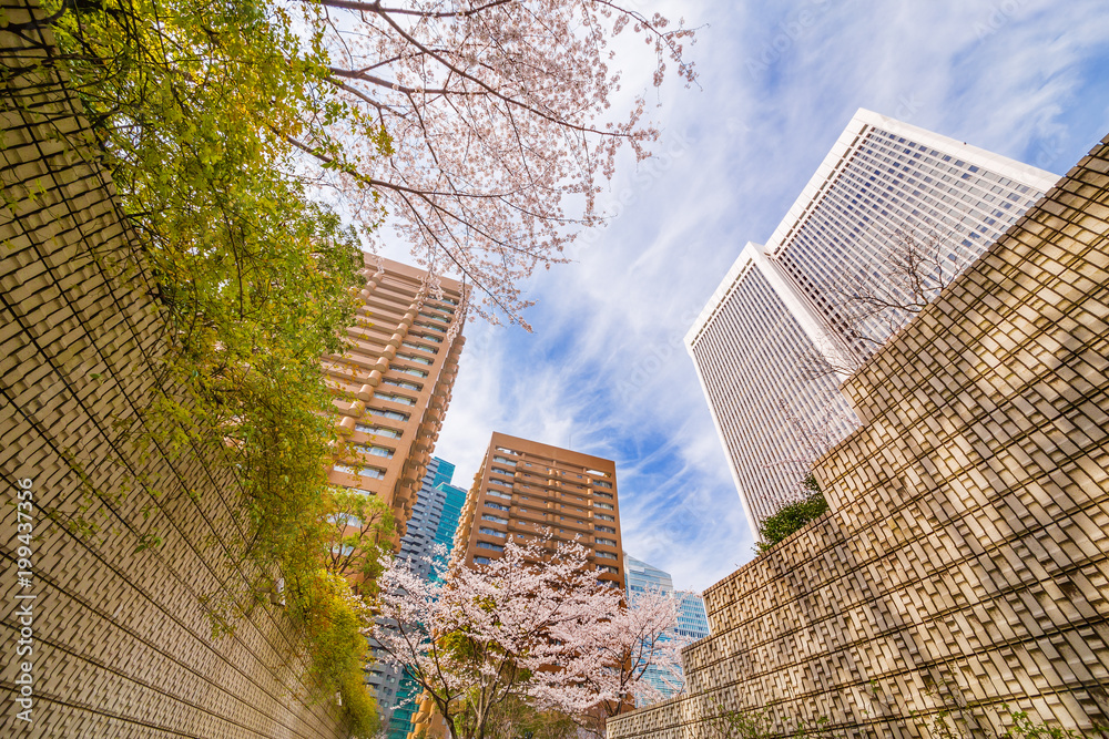 都会の桜