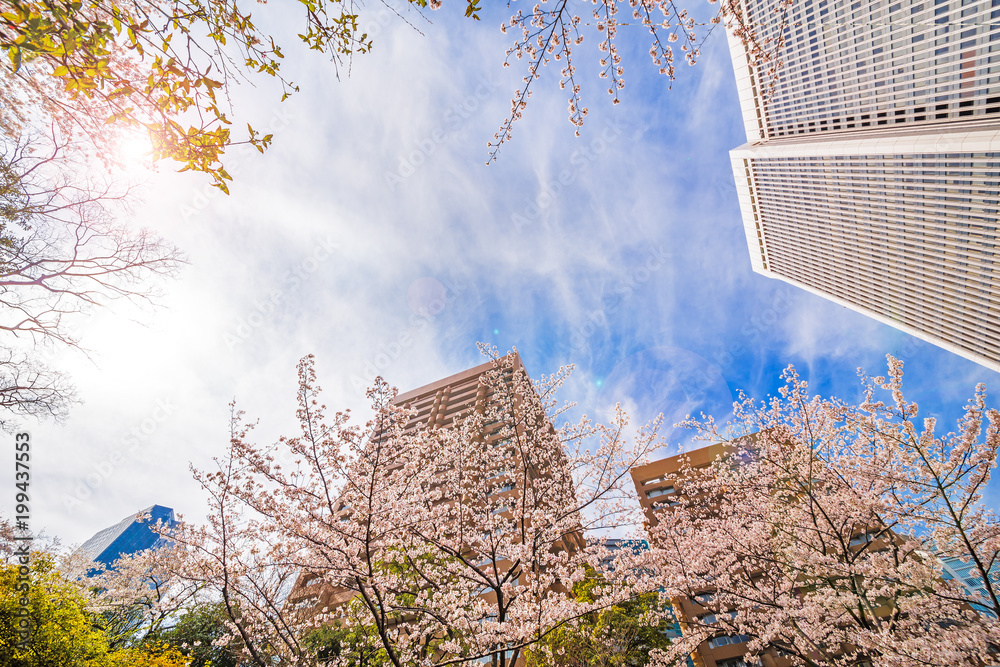 都会の桜