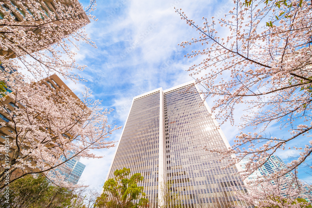 都会の桜