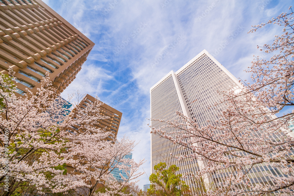 都会の桜