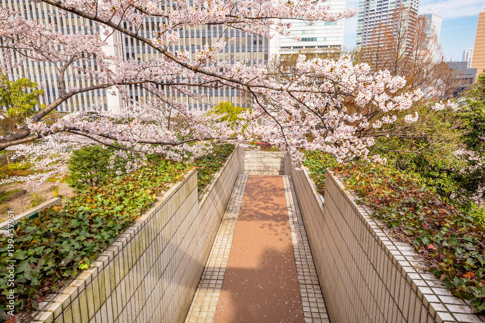 都会の桜