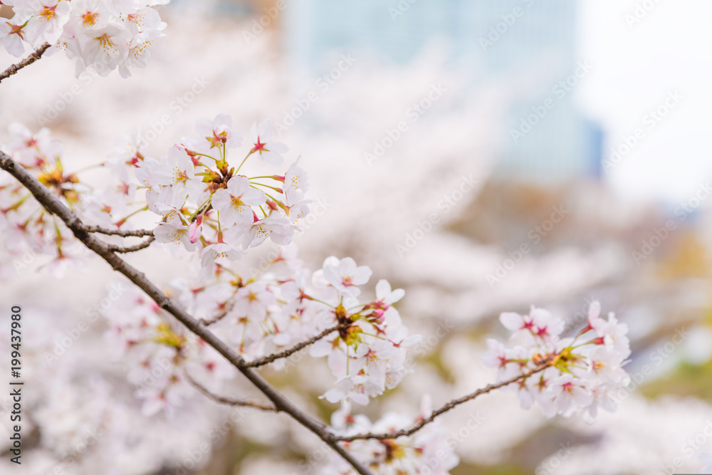 都会の桜