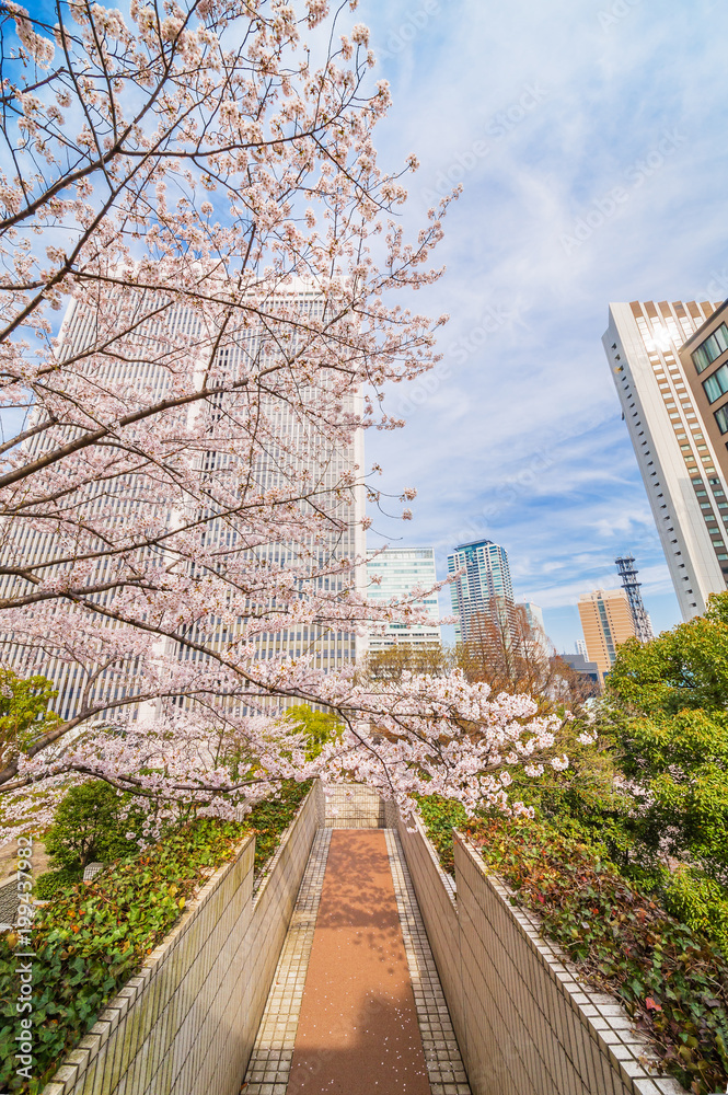 都会の桜