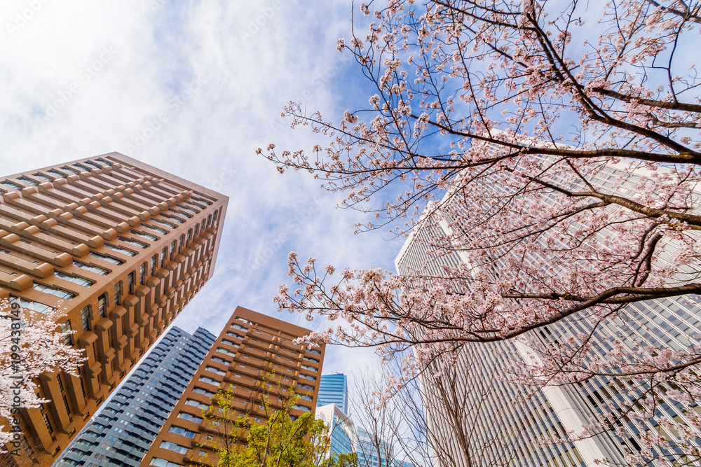 都会の桜