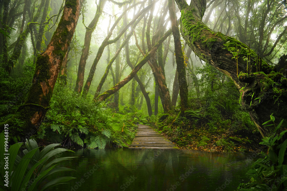 亚洲热带雨林湖