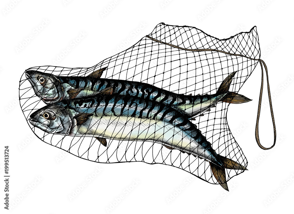 Hand drawn catched mackerels on the net