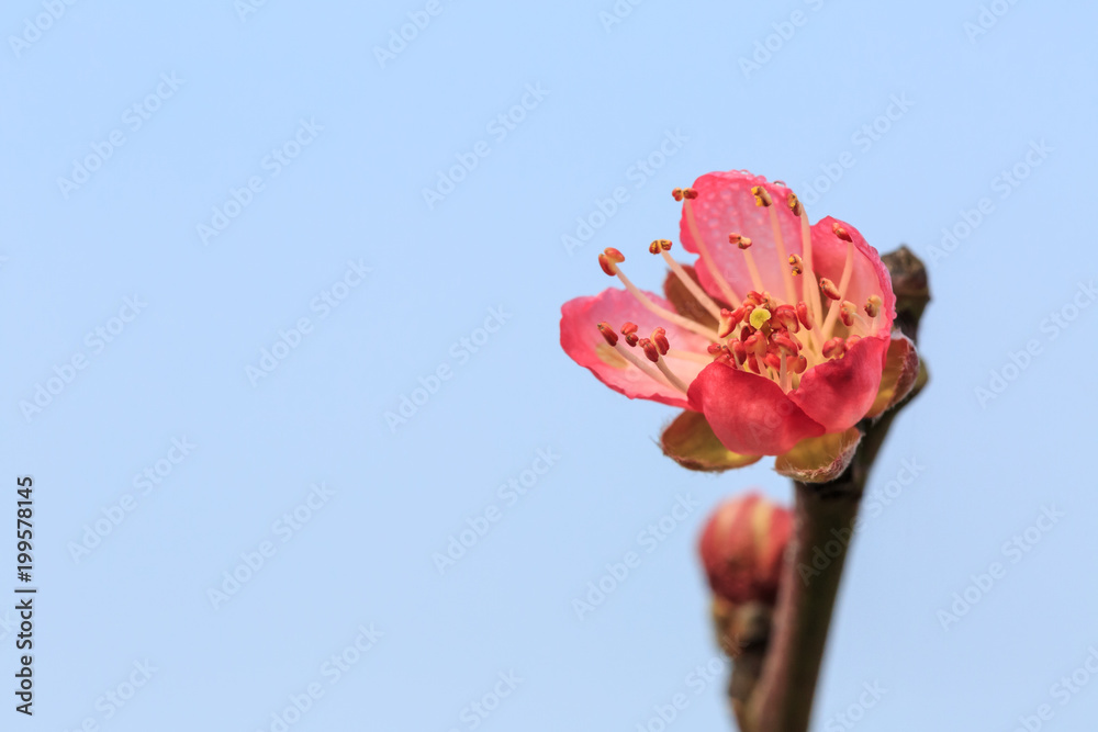 春日红桃花