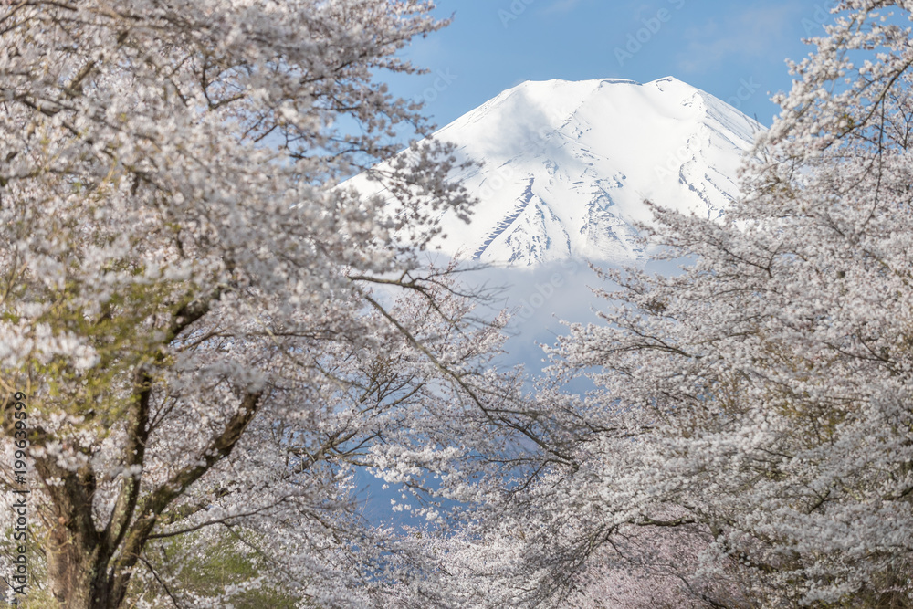 Oshino Hakkai的樱花树和富士山在春季