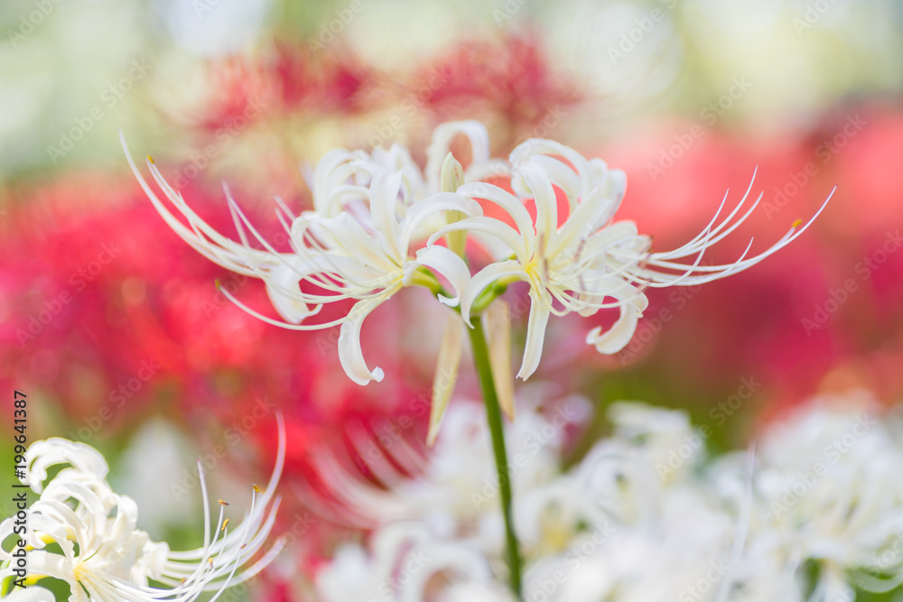 Close - up Red spider lily in autumn