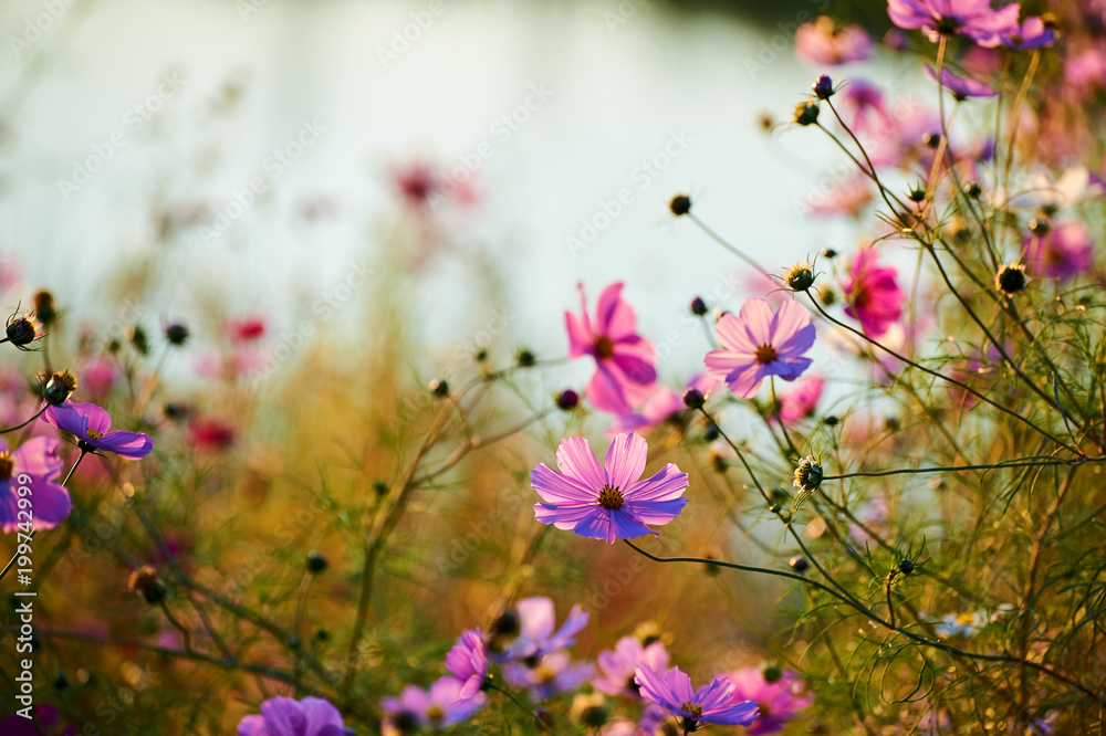 The beautiful october - cosmos is in full bloom lakeside.