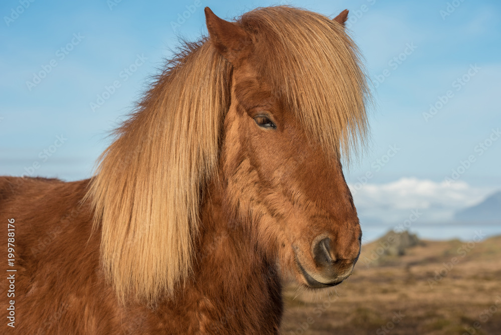 Icelandic horses. Is a local animal of Iceland.