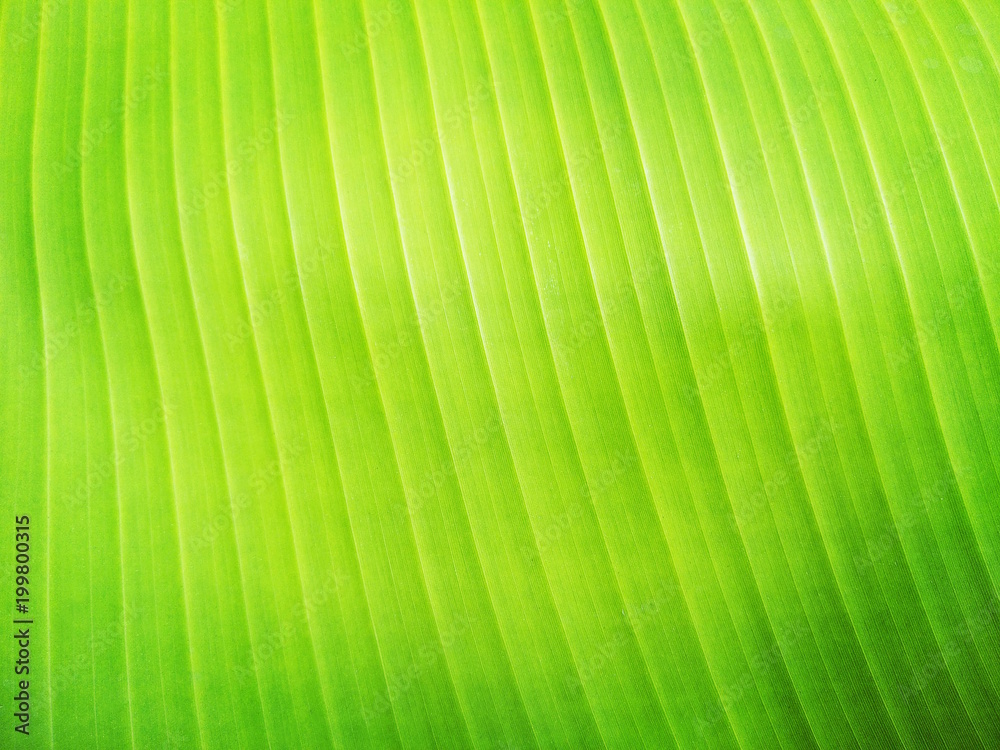 Close up fresh green banaba leaf textured for background