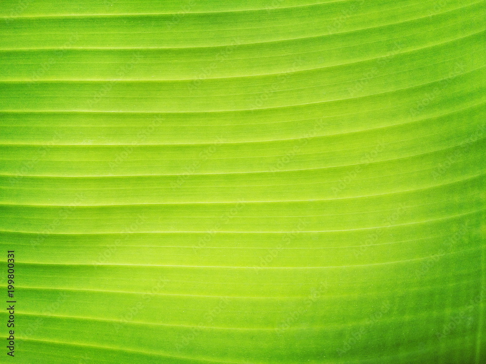 Close up fresh green banaba leaf textured for background