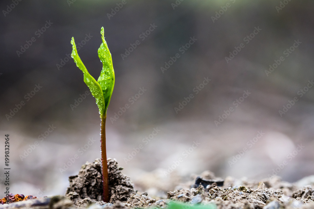 一株从地球上长出来的微小绿色植物