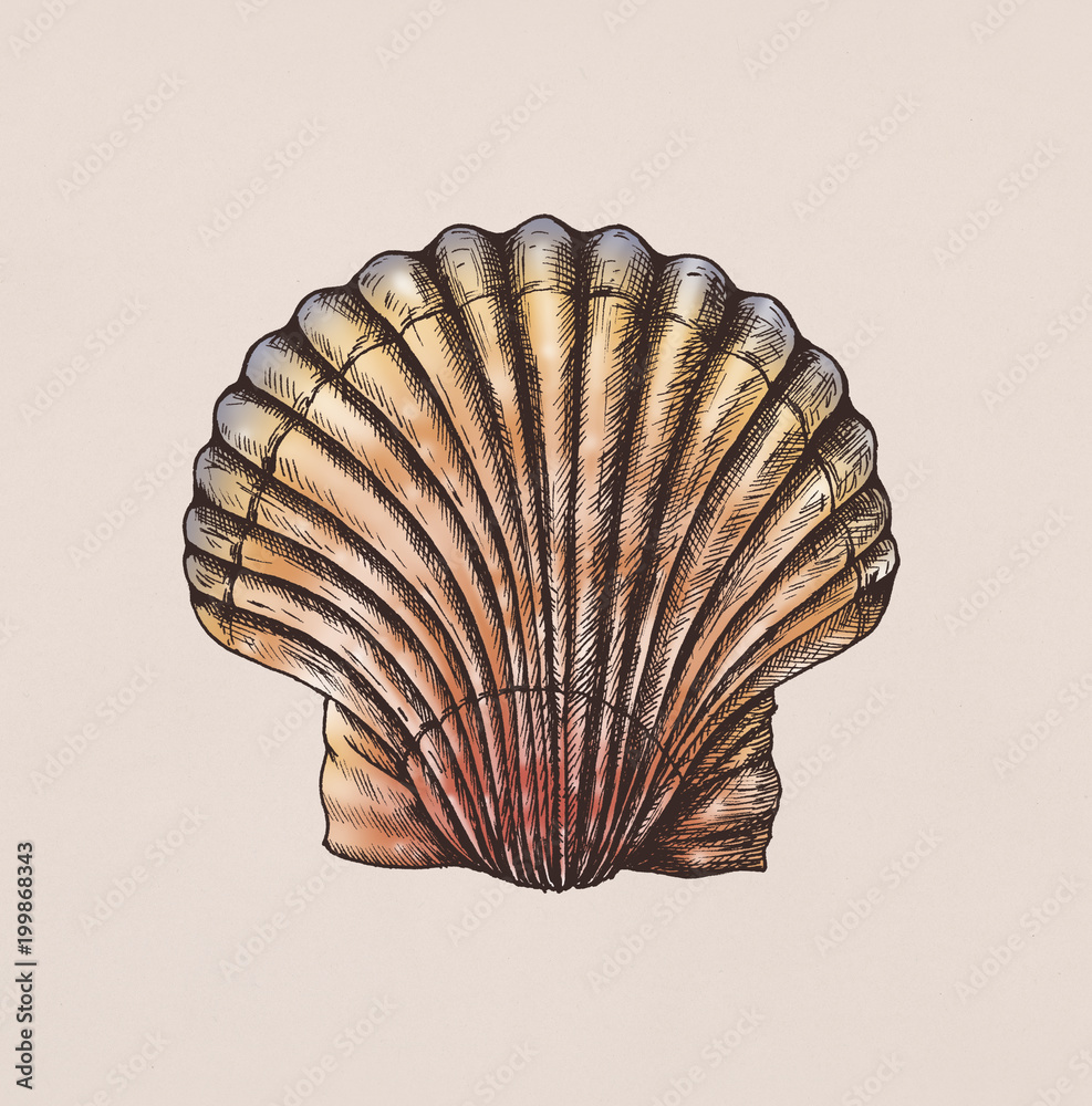 Hand drawn scallop saltwater clams