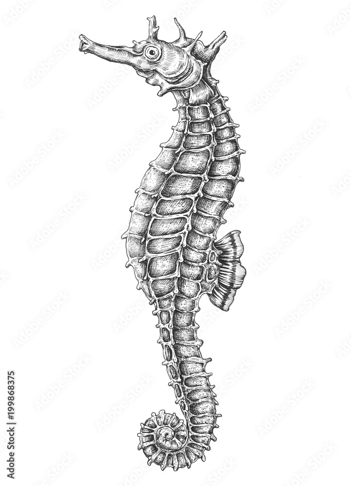 Hand drawn seahorse isolated