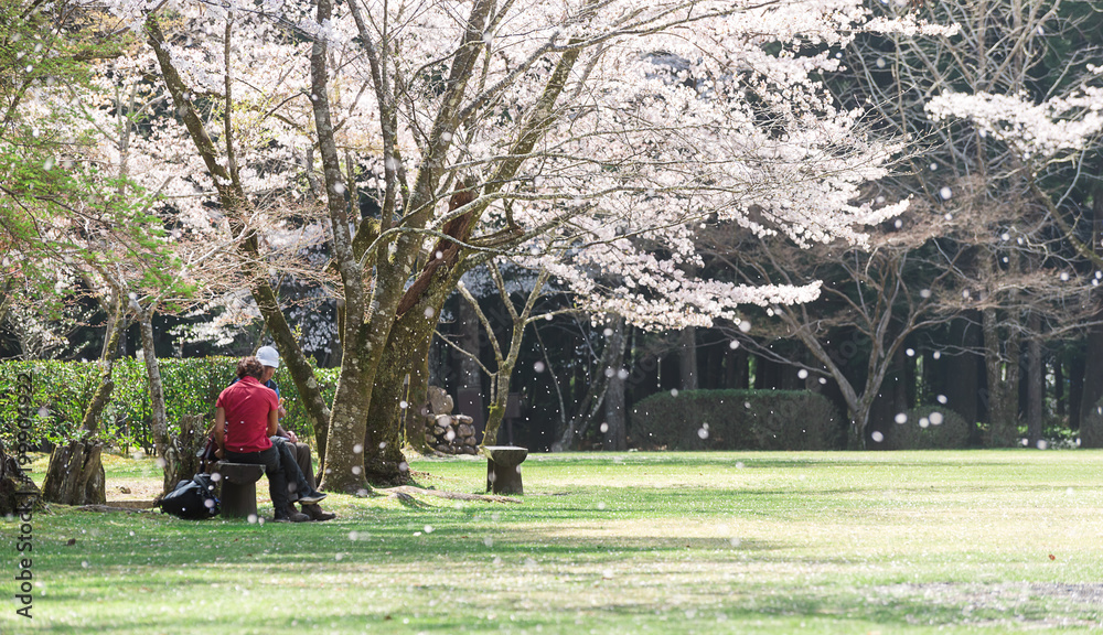 Couple of elderly travel in japan sit and having happy time during spring season in cherry blossom p