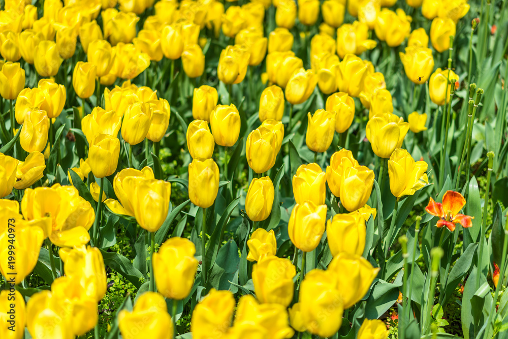 tulip in garden