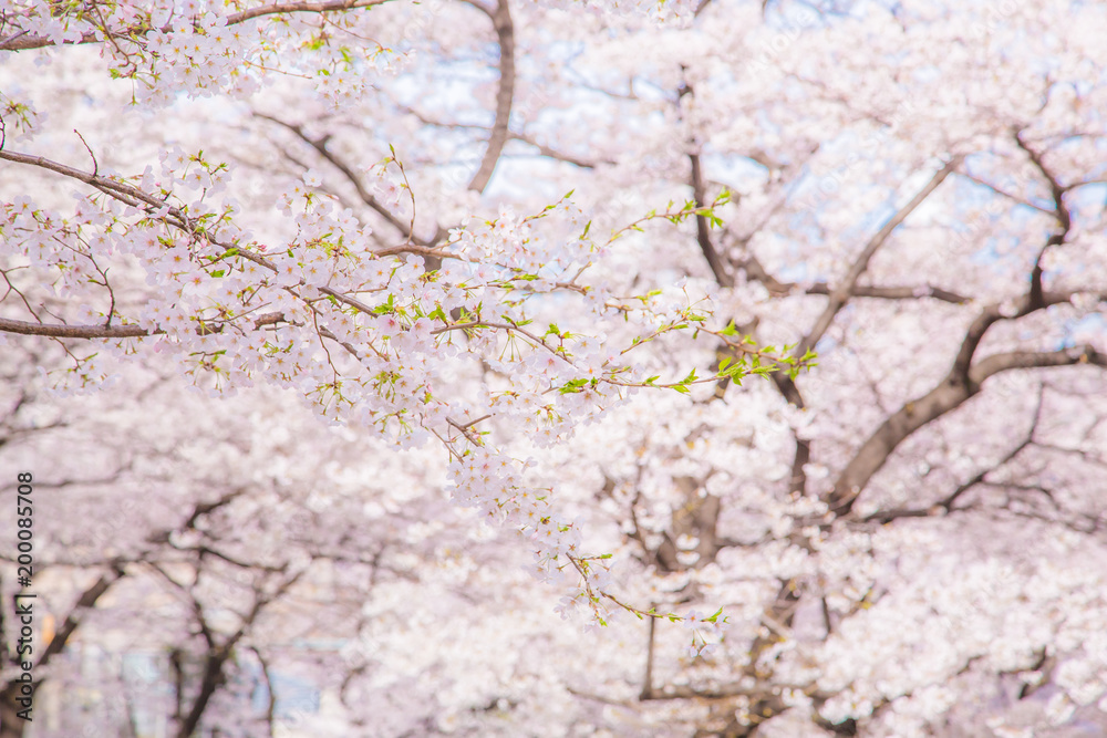 都会に咲く桜